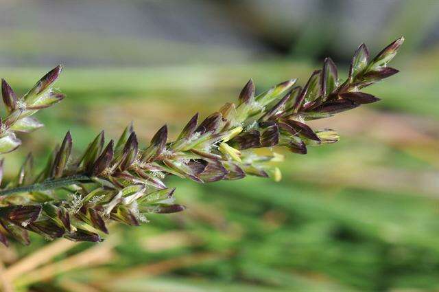 Image of Alkali or Salt Grasses