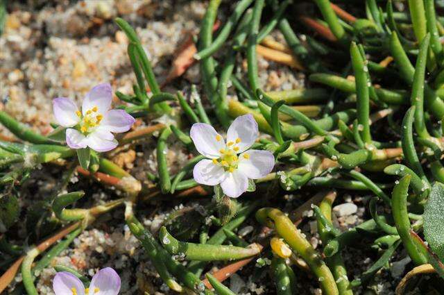 Image de Spergularia