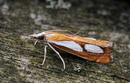 صورة Catoptria