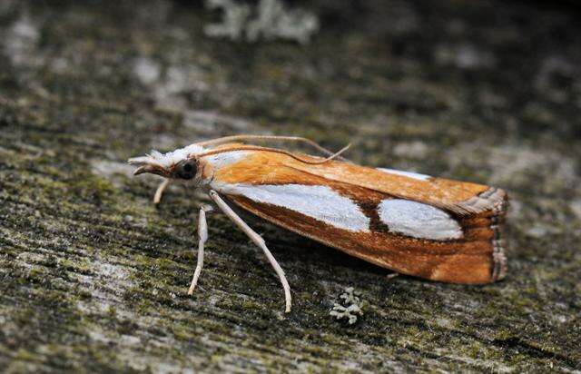 صورة Catoptria