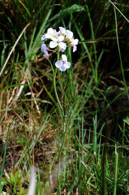 Imagem de Cardamine pratensis subsp. paludosa (Knaf) Celak.