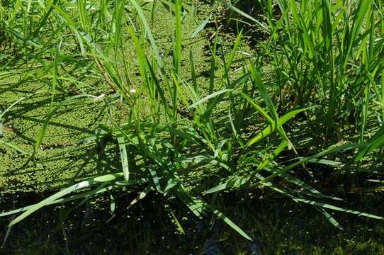 Image of Manna Grass