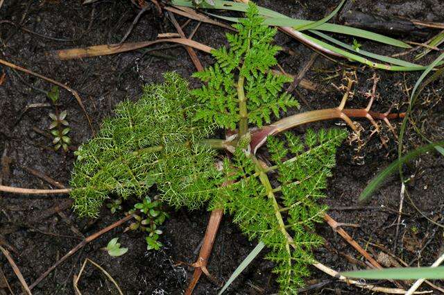 Image of waterdropwort