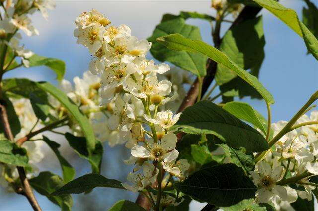 Prunus resmi