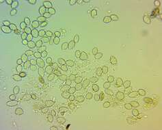 Sivun Monilinia fructicola (G. Winter) Honey 1928 kuva