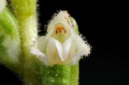 Image of Rattlesnake plantain