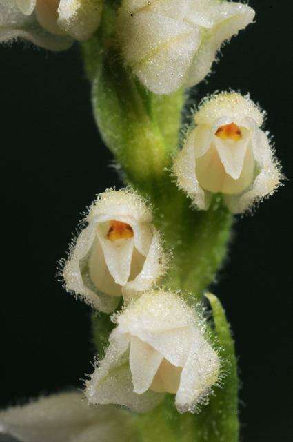 Image of Rattlesnake plantain