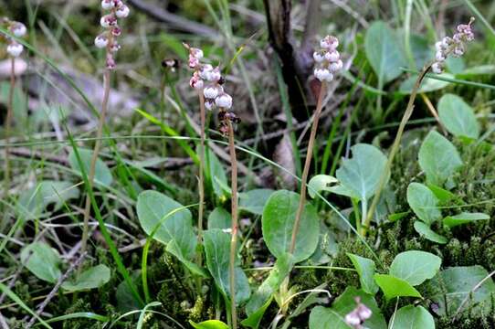 Image of Wintergreen