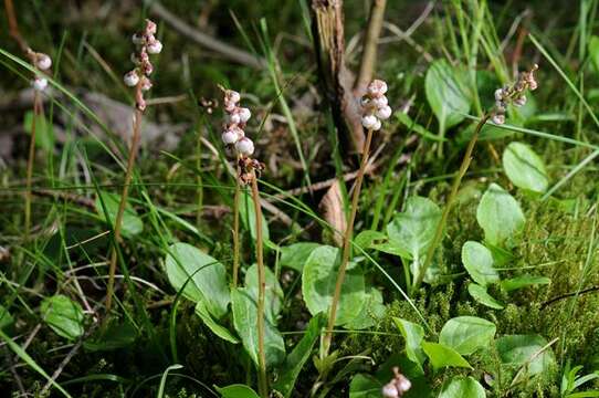 Image of Wintergreen