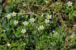 Image of flax family