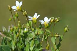 Image of flax family