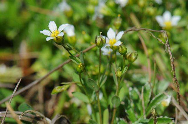 Image of flax family