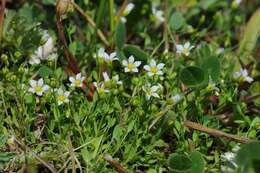 Image of flax family