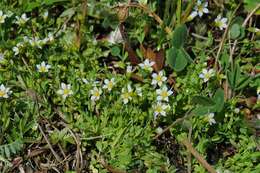 Image of flax family