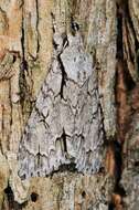 Image of Dagger Moths