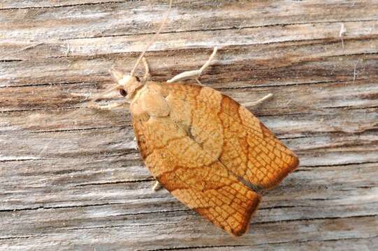 Image of barred fruit-tree tortrix