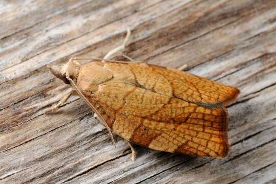 Image of barred fruit-tree tortrix