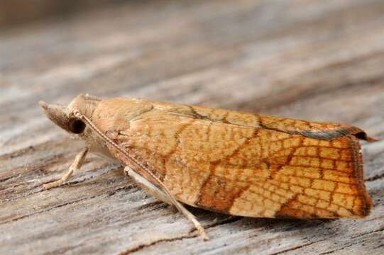 Image of barred fruit-tree tortrix