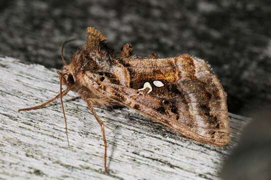 Imagem de Autographa