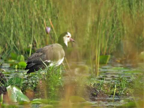 Image of Long-toed Lapwing