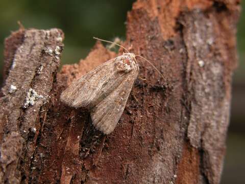 Image of Mesoligia