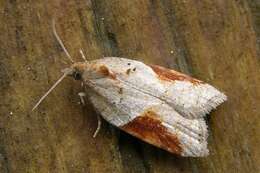 Image of broad-barred button moth