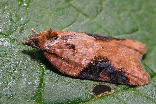 Image of Acleris