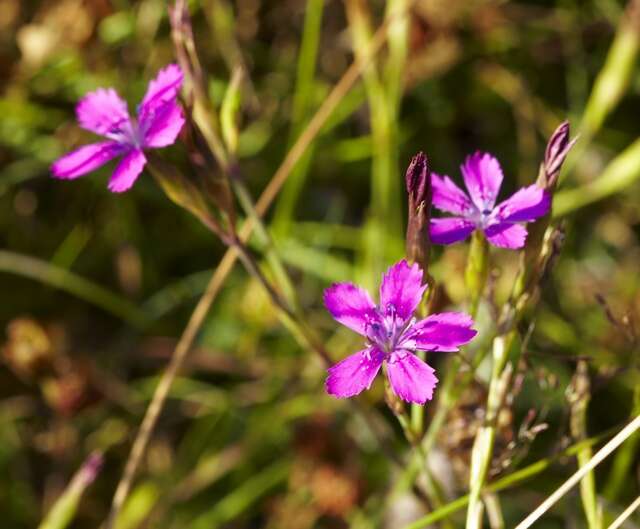 Imagem de Dianthus