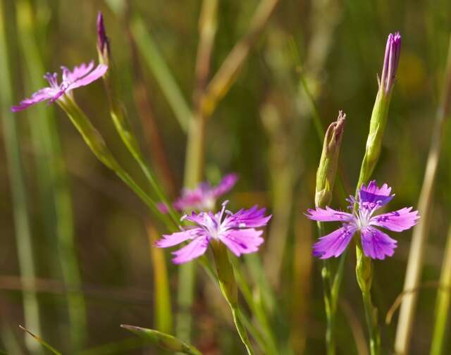 Imagem de Dianthus