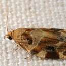 Image of variegated golden tortrix