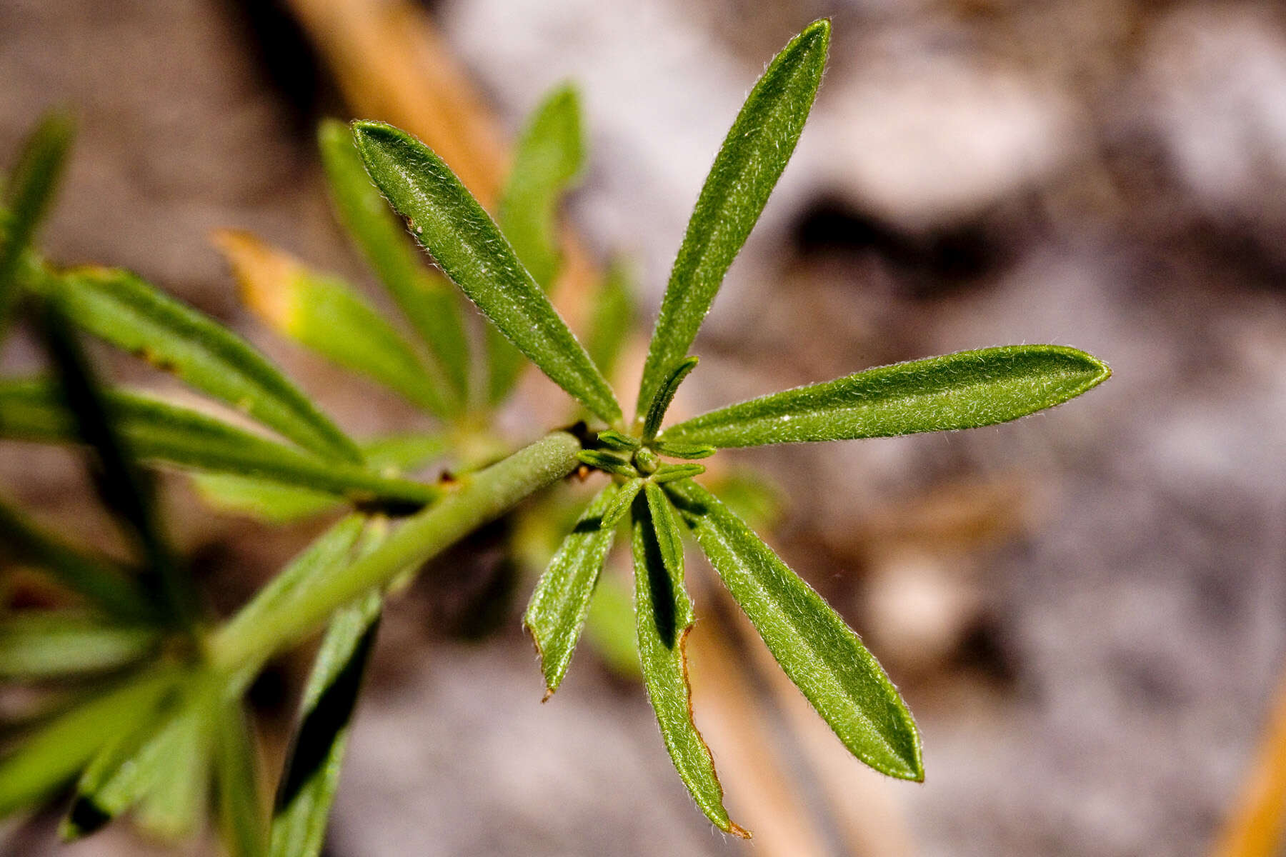 Image of Wright's deervetch