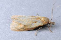 Image of Phtheochroa