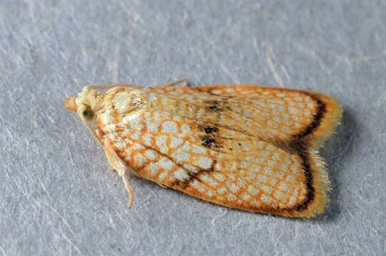 Image of Acleris