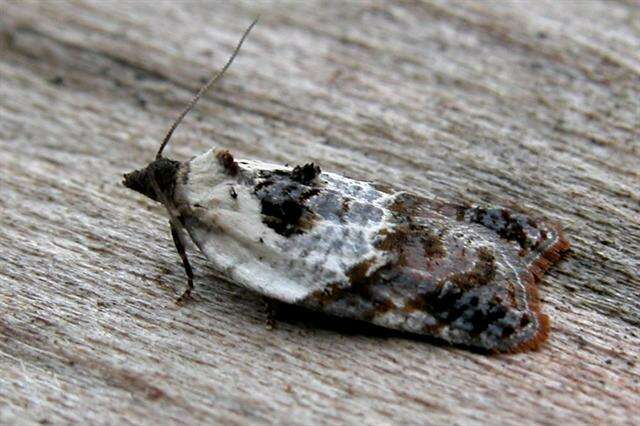 Image of Acleris