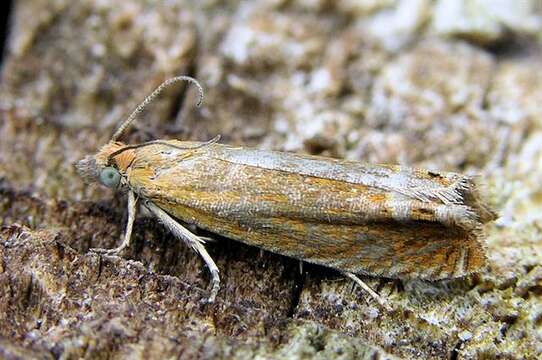 Image of Lathronympha