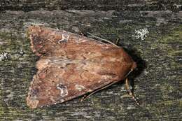 Image of scarce brindle