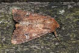 Image of scarce brindle