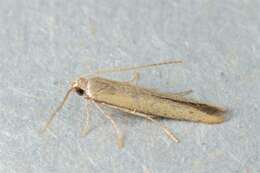 Image of casebearer moths