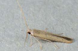 Image of casebearer moths