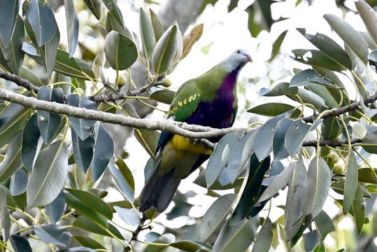 Image of Wompoo Fruit Dove