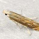 Imagem de Isophrictis striatella