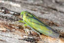 Image of cicadas and relatives