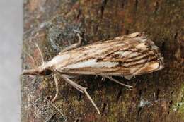 صورة Catoptria