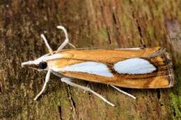 صورة Catoptria