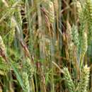 Image of Meadow Bromegrass