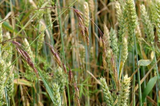 Image of Bromus commutatus Schrad.