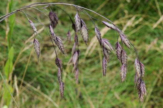 Imagem de Bromus commutatus Schrad.