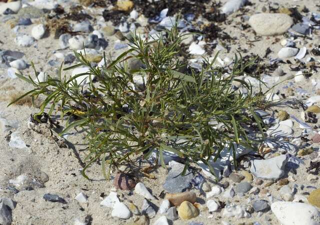 Image of Grass-leaved orache