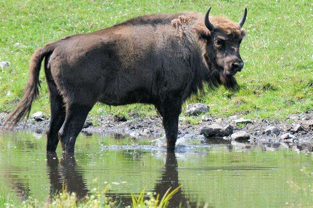 Image of Bison