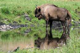 Image of Bison